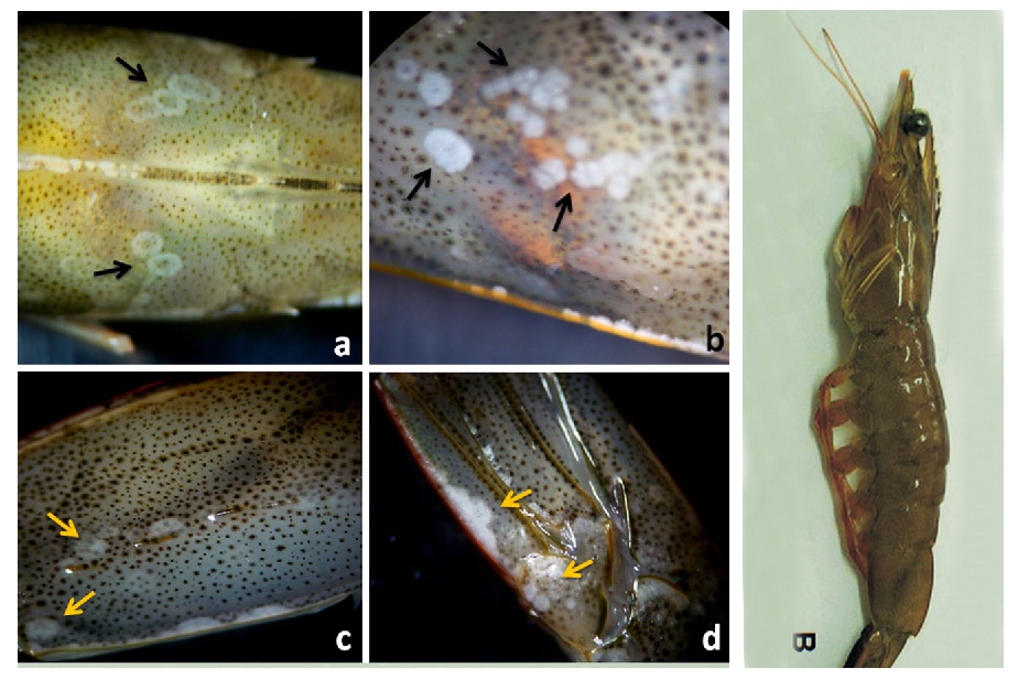 Giải pháp giúp nâng tỉ lệ sống trên tôm nhiễm đốm trắng