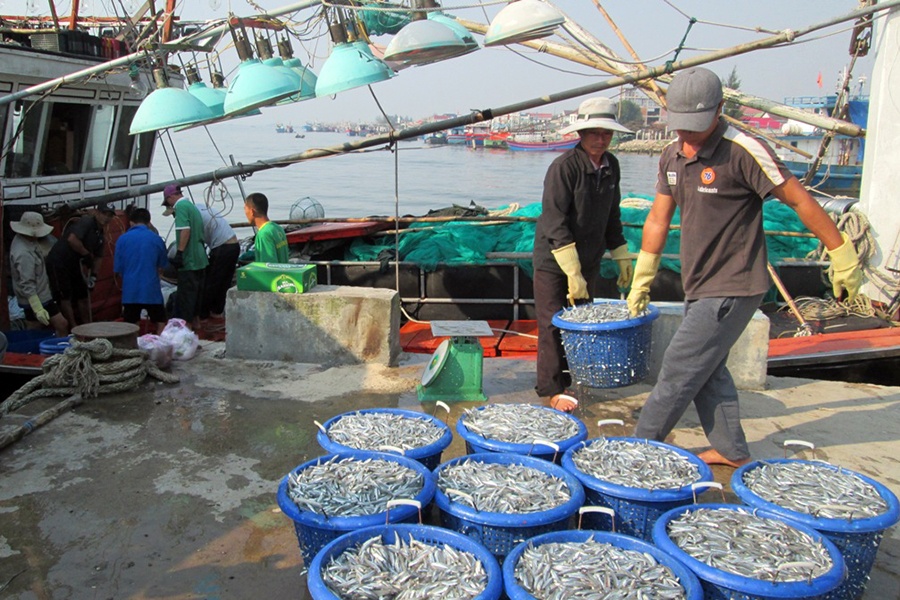 Sản lượng khai thác vụ cá Bắc đạt gần 1,6 triệu tấn