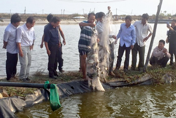 Bình Thuận: Hỗ trợ mô hình nuôi cá chim vây vàng