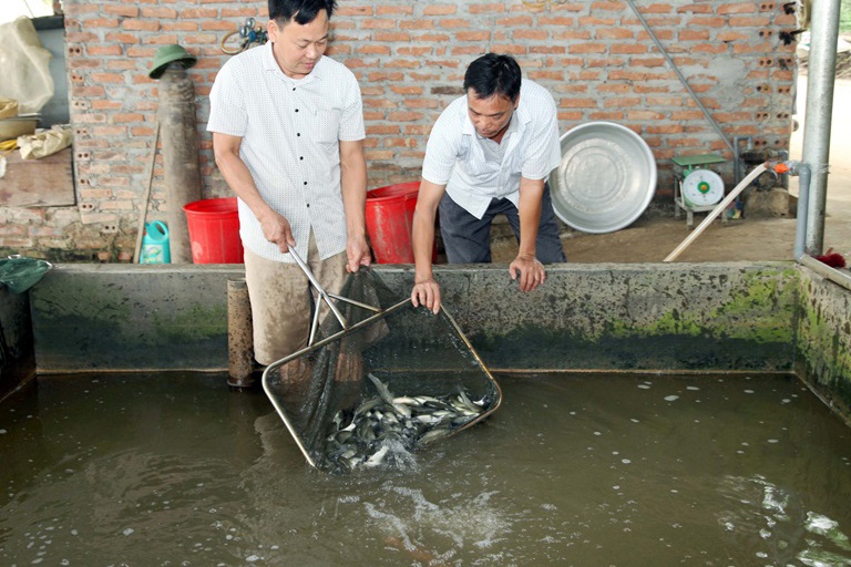 Nhóm liên kết nuôi trồng thủy sản, ổn định sản xuất