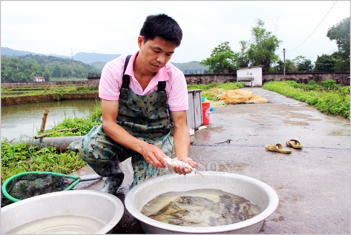 Tích cực phòng chống dịch bệnh thủy sản