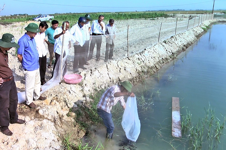 Mô hình nuôi cá leo thương phẩm đầu tiên ở Quảng Trị