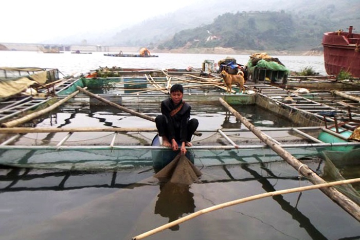 Người Mông, Dao làm giàu từ nuôi cá trên hồ Cốc Ly