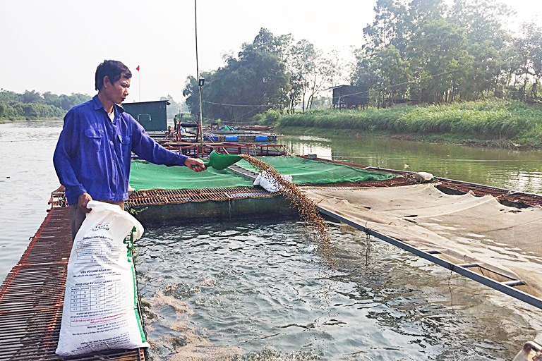 Thành công với nghề nuôi cá lồng nhờ phòng bệnh cho cá bằng tỏi