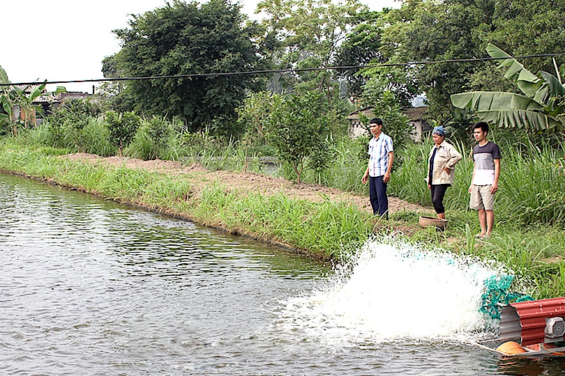 Ý Yên (Nam Định) phát triển các vùng nuôi thủy sản