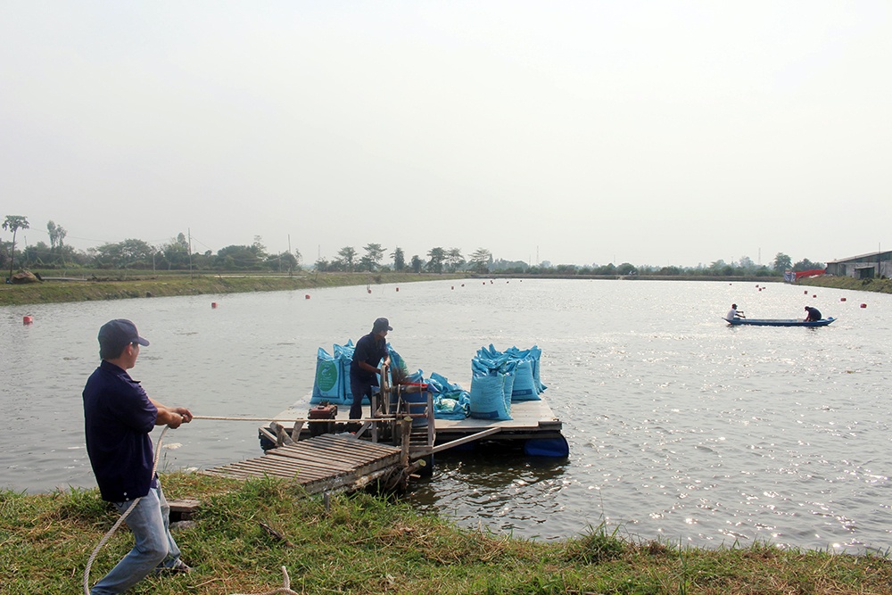 An Giang: Tín hiệu vui giá cá tra tăng trở lại