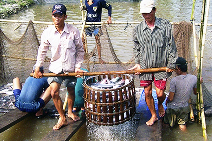 Hậu Giang: Giá cá tra nguyên liệu tăng