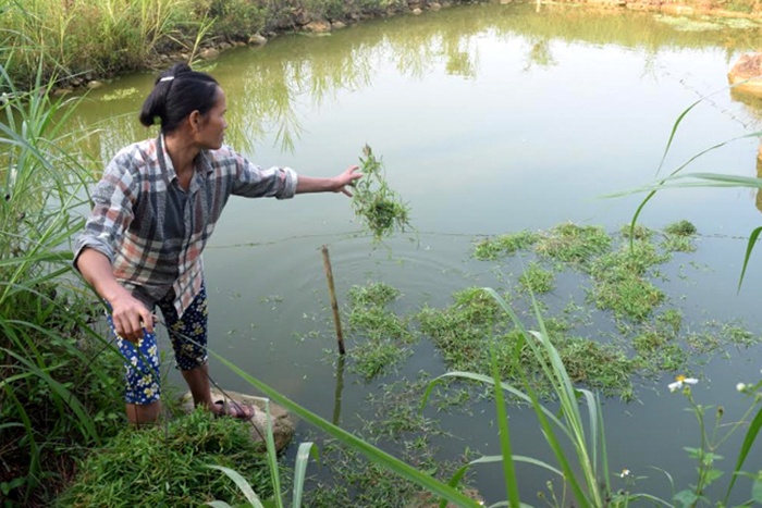 Nuôi cá tăng thu nhập