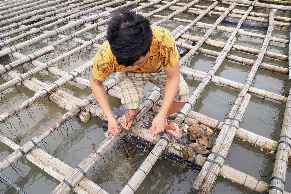 Nghề nuôi hàu treo dây ở cửa sông