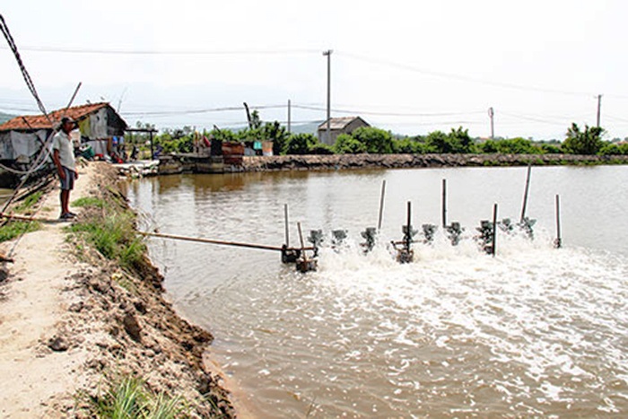 Người nuôi tôm cẩn trọng vì nắng nóng