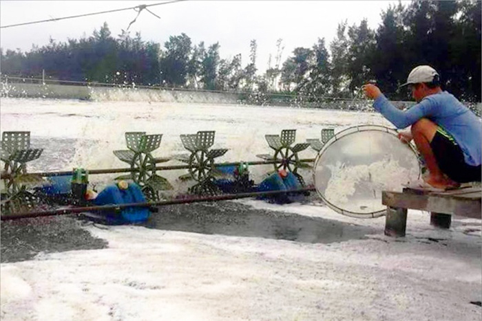 Thừa Thiên Huế: Nắng nóng, xuất hiện tình trạng tôm cá nuôi bị chết