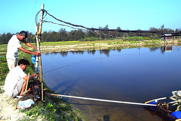 Quảng Nam: Tôm nuôi chết hàng loạt, nông dân điêu đứng