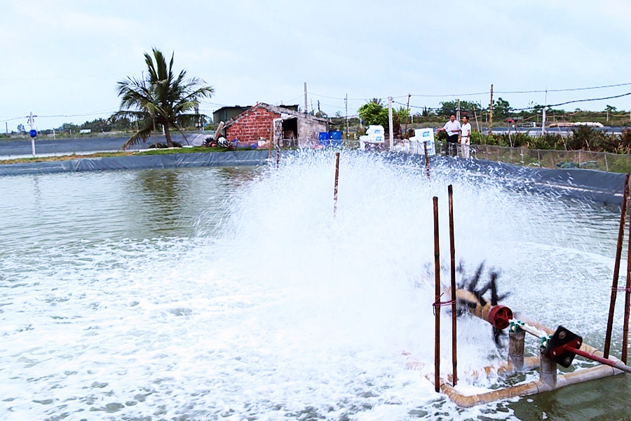 Quảng Ninh: Mở rộng diện tích nuôi tôm thẻ chân trắng