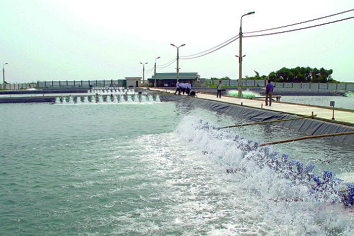 Thanh Hóa: Phát triển nuôi thâm canh thủy sản chủ lực