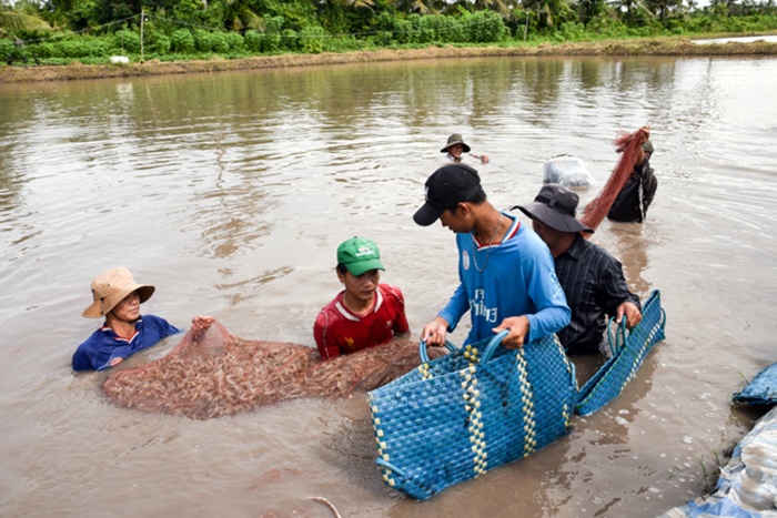 Nuôi tôm sạch để nâng cao giá trị kinh tế