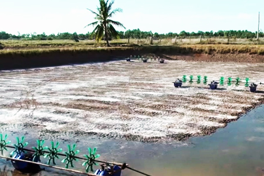 Vĩnh Châu sẽ thả nuôi tôm nước lợ trên diện tích 24.000 ha
