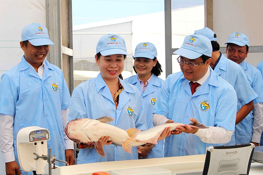 Sẽ có nhiều hơn một “đối thủ” cạnh tranh với cá tra Việt Nam