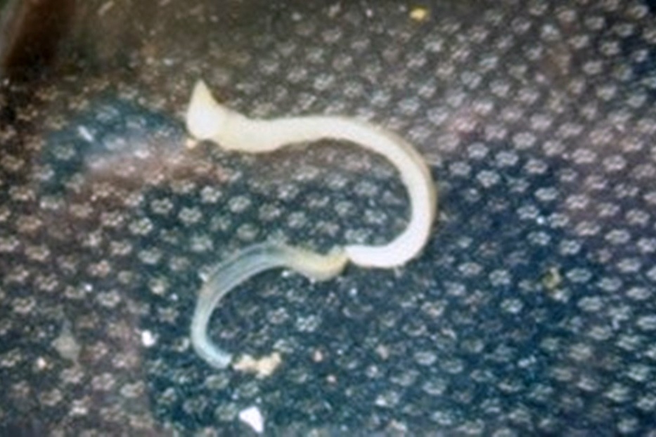 Kiên Giang: Sinh vật lạ xuất hiện, gây hại cho cá nuôi lồng bè