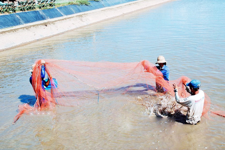 Hơn 500 tỷ đồng phát triển Khu công nghệ cao ngành tôm quốc gia