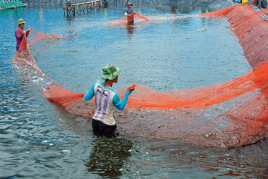 Cà Mau: Giá tôm sú nguyên liệu sụt giảm