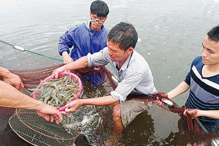 Thái Bình: Để người nuôi tôm có những mùa vàng