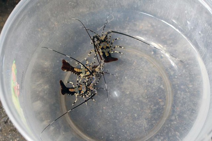 Khánh Hòa: Khan hiếm nguồn cung, giá tôm hùm giống tăng mạnh