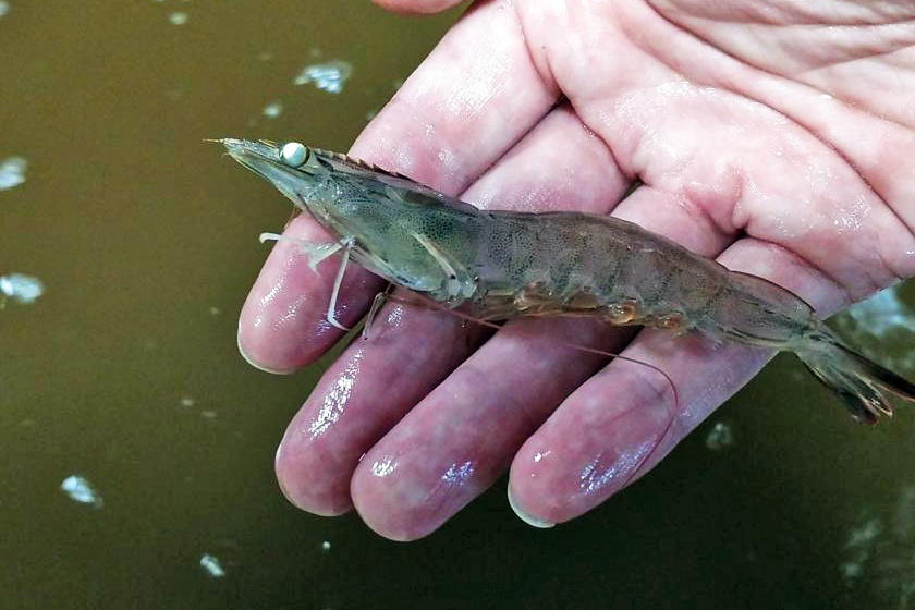 Yếu tố nguy cơ liên quan đến bệnh đốm trắng ở tôm nuôi