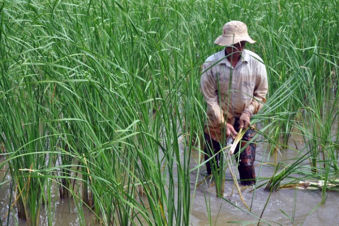 Hiệu quả từ mô hình trồng bồn bồn kết hợp nuôi cá