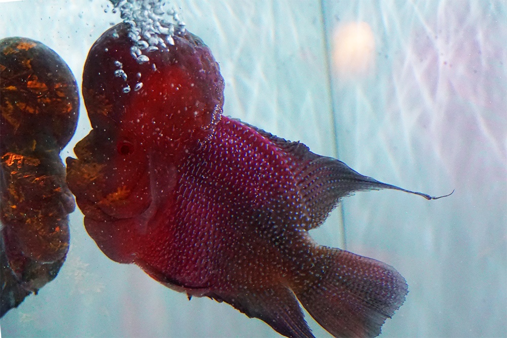 Xây chuỗi liên kết để gia tăng giá trị xuất khẩu cá cảnh