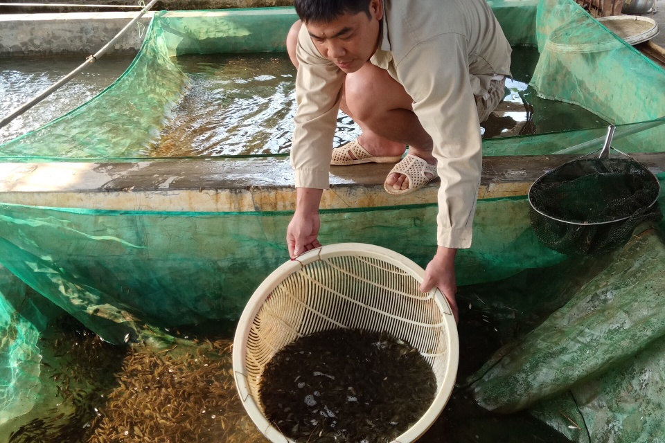 Hiệu quả từ việc nuôi cá chép lai Lào Cai