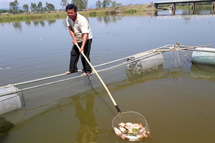 Quảng Nam: Cá lồng bè chết liên tục, người nuôi thiệt hại nặng