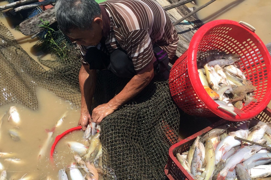Hàng chục tấn cá chết trắng sông La Ngà