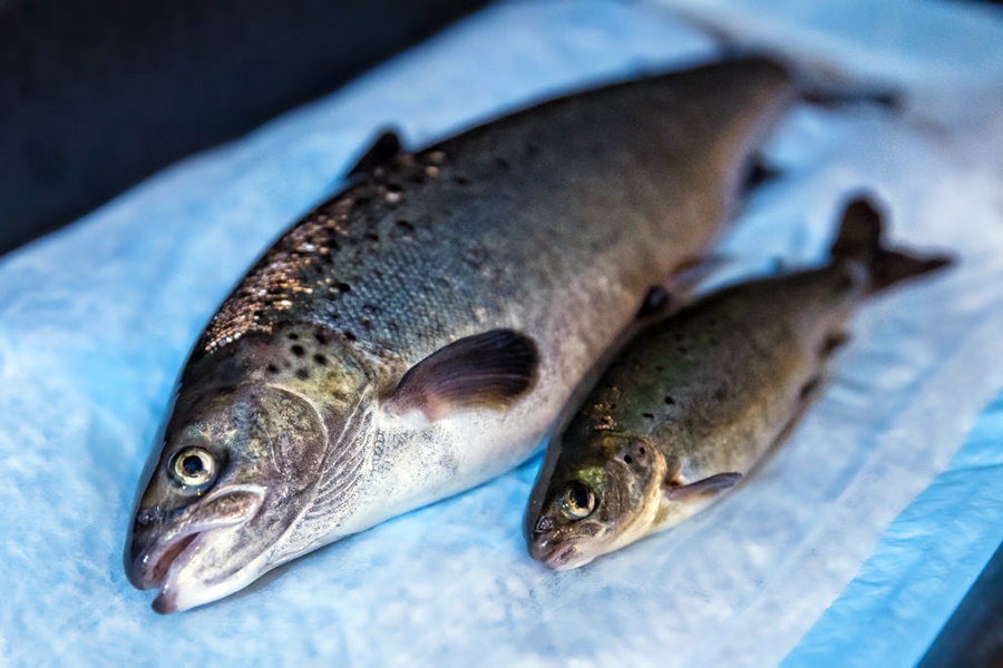 Cá hồi biến đổi gene được thương mại hóa ở Mỹ