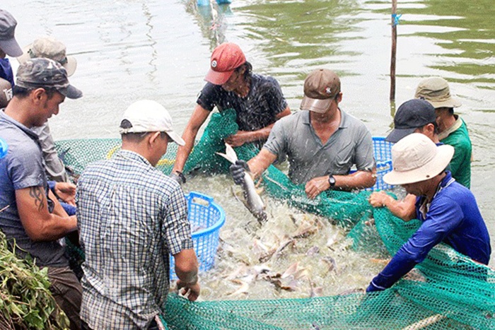 Giá cá tra nguyên liệu và cá giống giảm