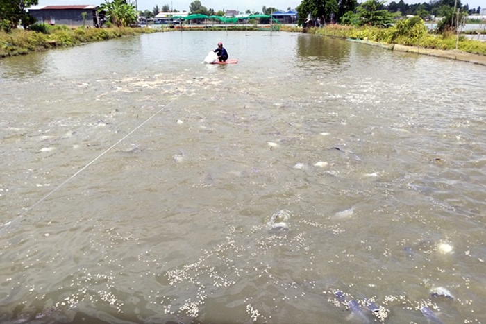Đồng Tháp: Giá cá tra giảm còn 23.000đ/kg