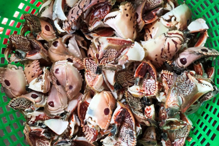 Mùa càng cúm ở La Gi