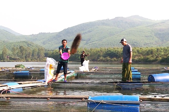 Thu tiền tỷ từ nuôi cá lồng bè trên hồ thủy lợi