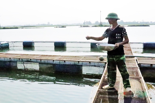 Hiệu quả từ mô hình nuôi cá lồng ở xã Đông Vinh