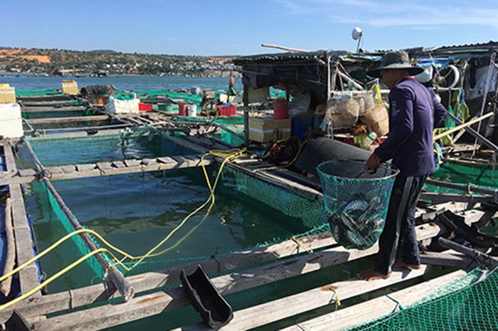 Chưa có quy hoạch nuôi hải sản trên biển Mũi Né
