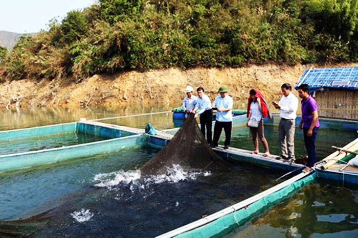 Lai Châu: Rót vốn cho mô hình nuôi cá lồng trên lòng hồ Thủy điện