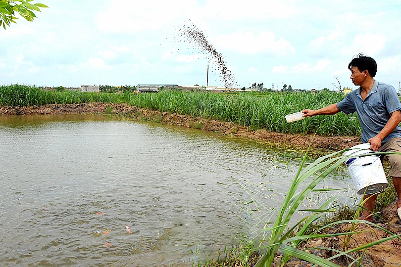 Vụ Bản - Nam Định đẩy mạnh phát triển nuôi thủy sản