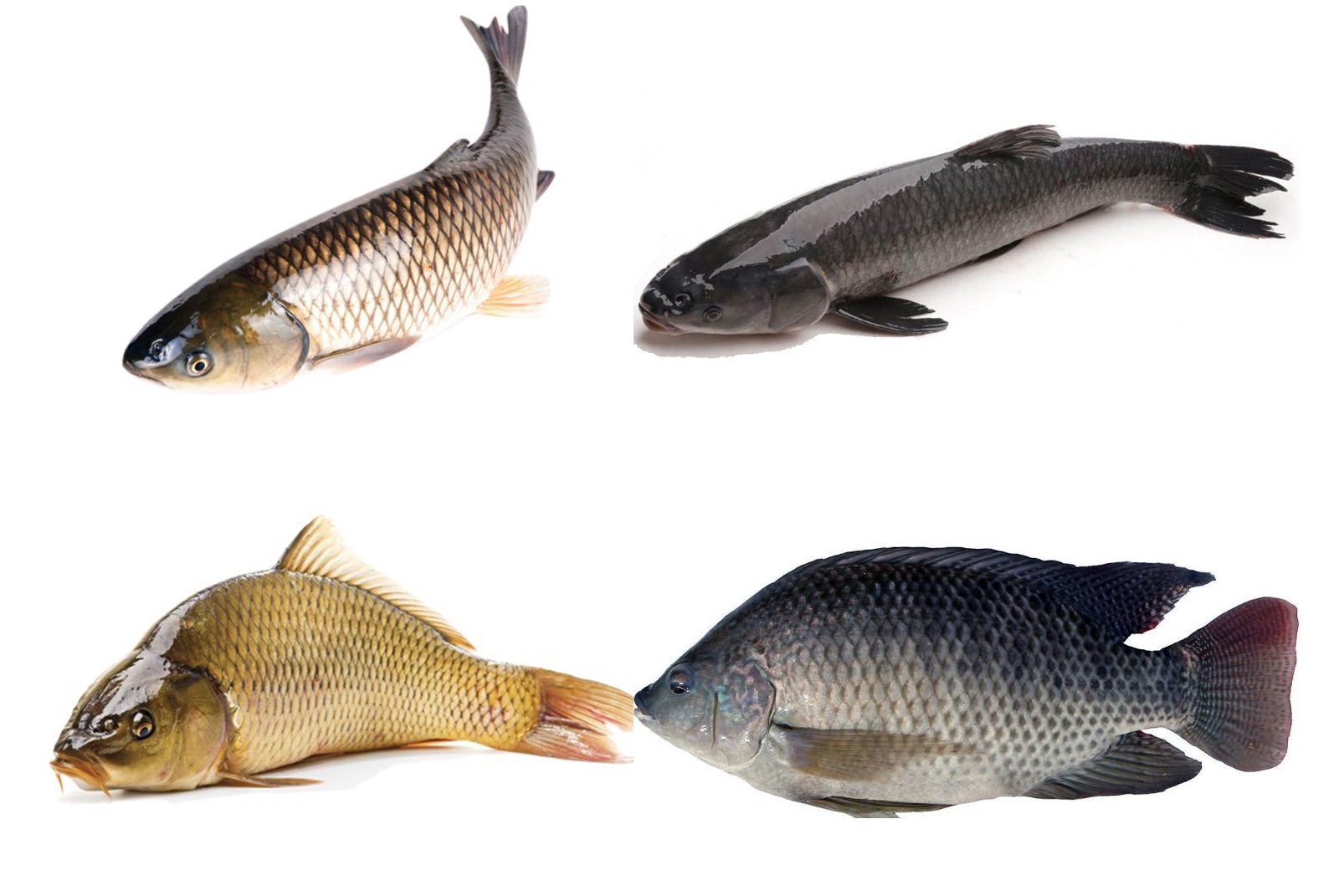 Đặc điểm sinh học và kỹ thuật nuôi một số loài cá nước ngọt