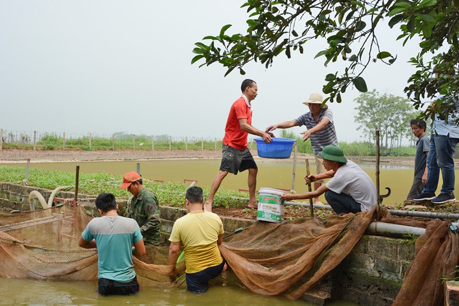 Hướng đi mới của người dân Phú Thọ trong nuôi thủy sản