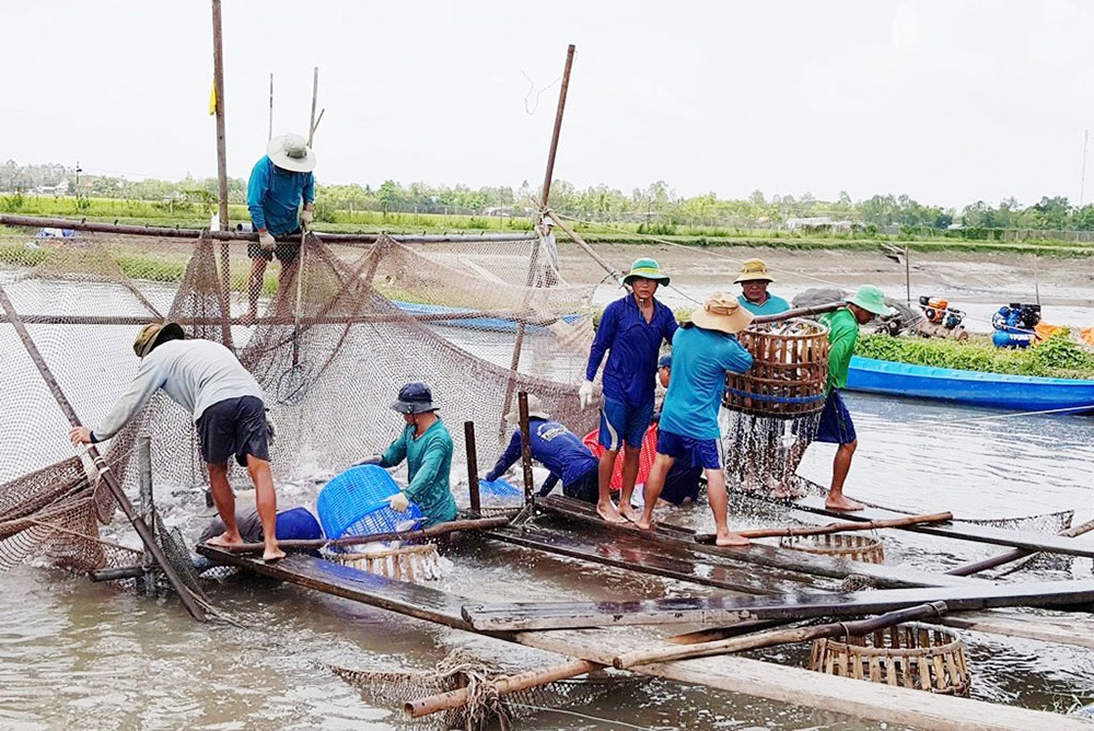 Liên kết để tạo chuỗi giá trị cá tra