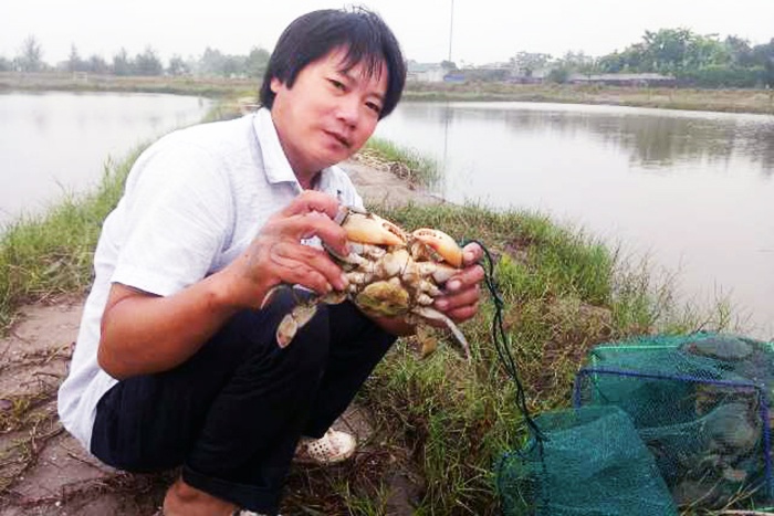 Quỳnh Lưu: Nuôi cua thương phẩm cho hiệu quả kinh tế cao