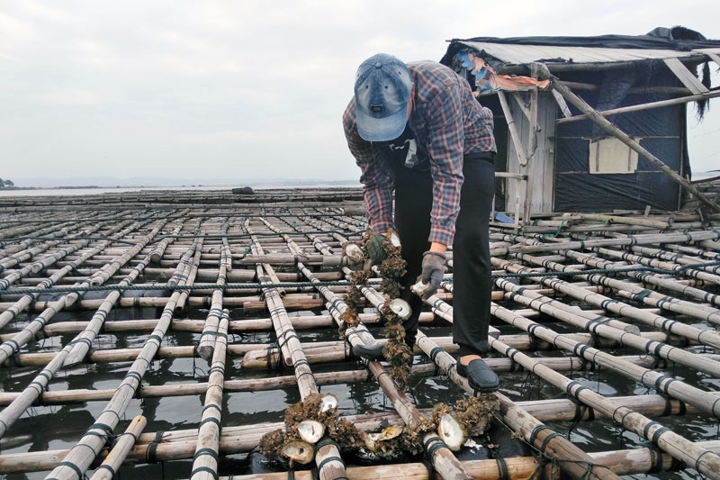 Móng Cái: Hà chết hàng loạt - Người nuôi trắng tay