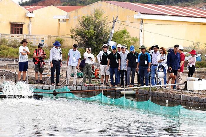 mô hình nuôi hải sâm tại Vạn Ninh