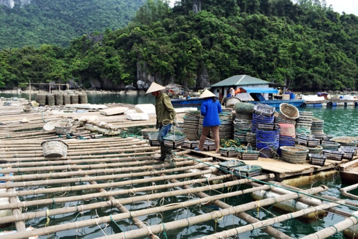 Không cấm nuôi trồng thủy sản trong khu vực Vịnh Hạ Long