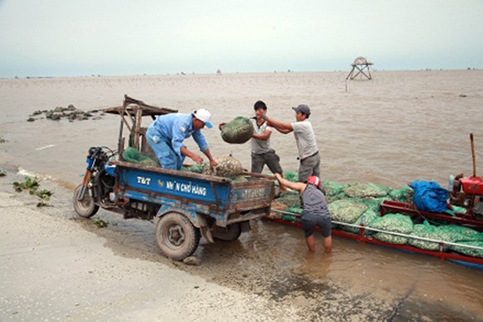 Nuôi trồng thủy sản kết hợp du lịch sinh thái ở vùng bãi bồi