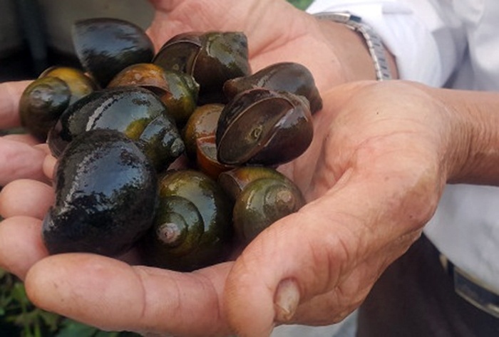 Nông dân Ninh Bình Làm giàu từ mô hình nuôi ốc nhồi